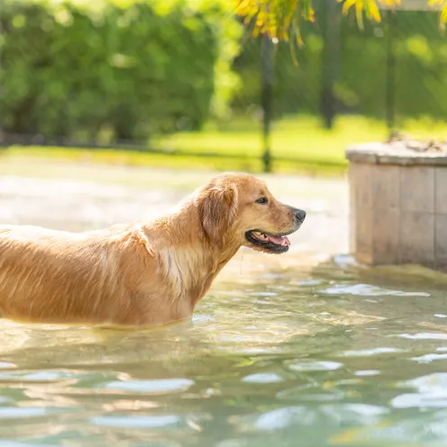 The Lodge at New Tampa Dogs in Pool